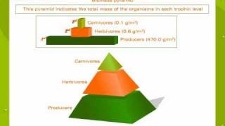 Ecological pyramids [upl. by Esmond367]