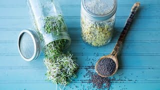 How to Make Broccoli Sprouts [upl. by Manouch126]