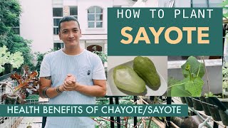 PAANO MAGTANIM ng SAYOTE  Planting Sayote  Chayote in a CONTAINER  Health Benefits of Sayote [upl. by Nohsram]