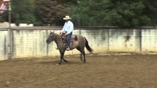 Monty Roberts Willing Partners™ horse Hollywood Ladies Man [upl. by Bokaj]