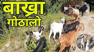 बाख्रा गोठालो हामी बाख्रो गोठाला Bakhra Gothalo Goat Capra aegagrus hircus [upl. by Savick]