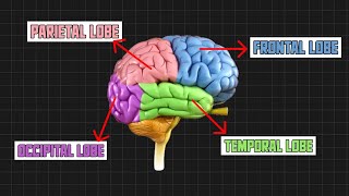 Brain parts  Explained Pcdoc [upl. by Hay725]