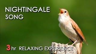 BEST NIGHTINGALE SONG  3 Hours REALTIME Nightingale Singing NO LOOP  Birdsong Birds Chirping [upl. by Shanahan]