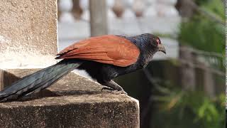 Greater Coucal  ඇටි කුකුලා  Centropus Sinensis [upl. by Ahcas]