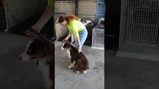 How to Handle Aggressive Dog as I Desensitize to Touch doganxiety puppytraining dogs [upl. by Britte29]