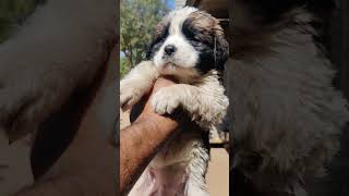 quotCute Saint Bernard puppies looking for a homequot [upl. by Irej]