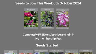 Seeds being started this week 8 October 2024 Agrostemma Cerinthe Poppies [upl. by Ahsinel]