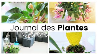 Journal des plantes  Fleurs dautomne News du Balcon et Expériences plantes  Plant Life [upl. by Behrens]