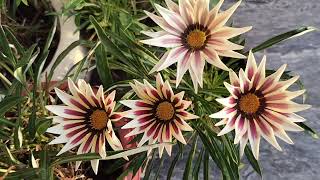 last year ka gazania plant pa ap abi sa flowering kasy la skty hn October ma gazania pa flowers [upl. by Ynottirb]