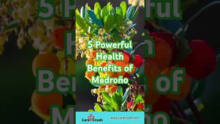 5 Powerful Health Benefits of Madroño  carecrash [upl. by Kopaz357]