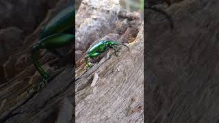 🪲 STUNNING GREEN BEETLE For Everyone Who Likes Bugs Natures Shiny Insect 🌟 shorts beetle [upl. by Jacob]