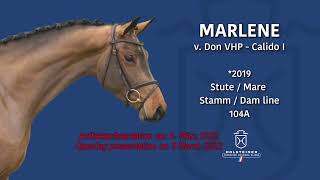 PF’s Marlene 2019 Holsteiner Mare Don VHP Z x Calido I x Acobat II Offered for sale [upl. by Barolet585]