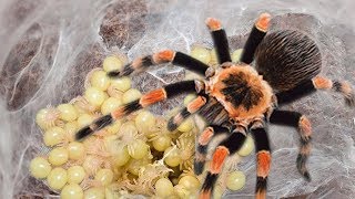 Mother Tarantula Spider Laying To 50 2000 Eggs [upl. by Shamus816]