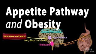 The Brains HungerSatiety Pathways and Obesity Animation [upl. by Ettenel569]