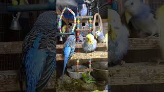 Listen morning sounds of budgies for 1 hour [upl. by Vihs785]