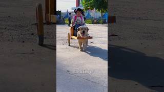 Dangerous Dog car chauffeur 🐕New Viral Gadgets Smart Appliances Kitchen Utensils Home Inventions [upl. by Adahs]