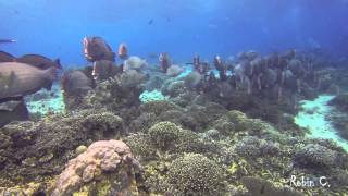 BumpHead ParrotFish Invasion SIPADAN [upl. by Demaggio]