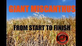 GIANT Miscanthus from start to finish [upl. by Ahselyt835]