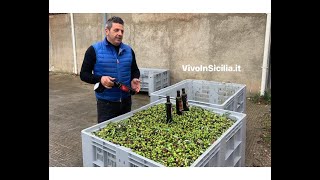 Come si produce lolio extravergine di oliva la lavorazione delle olive a Mirto [upl. by Einal]