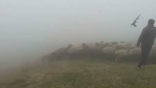 Shepherding rams in the fog [upl. by Airdnaed909]