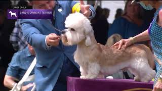 Dandie Dinmont Terriers  Breed Judging 2022 [upl. by Rases]