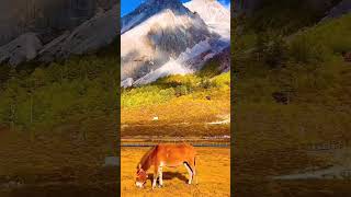 Daocheng Yading Village Sichuan China travel mountains nature shorts [upl. by Miehar346]