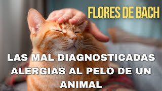 Las mal diagnosticadas alergias al pelo de un animal [upl. by Radferd]