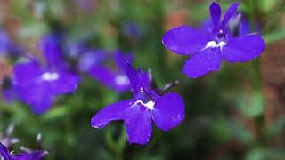 Lobelia Lobelia erinus [upl. by Trebled]