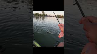 Fall Saugeye Trolling Buckeye Lake Singing to the Fish kayakfishing sauger walleyefishing [upl. by Lunseth]