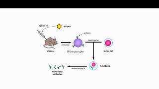 Edexcel GCSE Biology  Monoclonal Antibodies Pt1 [upl. by Aitas361]