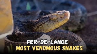 Fer De Lance Bothrops Asper Most Venomous Snakes in the world [upl. by Linda]