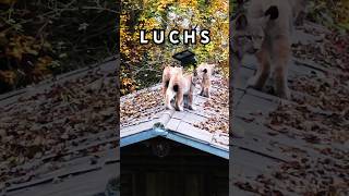 Luchs in Wildpark in Feldkirch Vorarlberg Österreich 🇦🇹 Austria [upl. by Elohcan749]