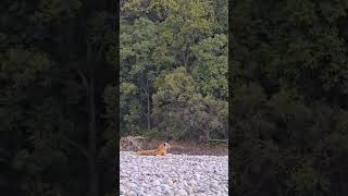 Jim Corbett National parkTiger Sighting😍😍 wildlife jungle animals dear tiger elephantjungli [upl. by Inaboy381]