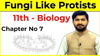77 Fungilike Protists Slime Molds Myxomycota and Water Molds Oomycota  FSC Biology Class 11 [upl. by Gee157]