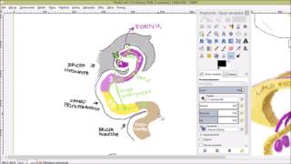 Neuroanatomia  Układ limbiczny 1 Hipokamp sklepienie krąg Papeza [upl. by Gordy]