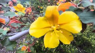 Fremontodendron californica [upl. by Anohs]