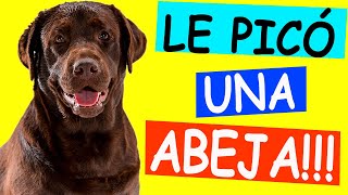 PICADURA DE ABEJA en Perros y Gatos ¿Qué Hacer [upl. by Heimer]