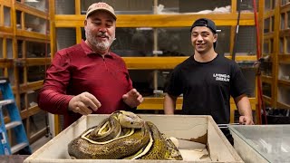 Giant Reticulated Python Lays Eggs CRAZY GENETICS [upl. by Lledyr719]