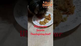 Dog eats Thanksgiving food happythanksgiving thanksgiving dog cutepets cute shorts [upl. by Akinek]