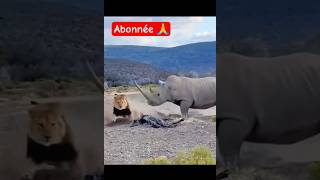 Les lions peuventils vraiment blesser un rhinocéros adulte  😱🤔 [upl. by Holly-Anne]