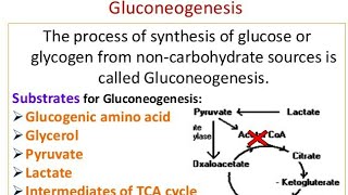 Gluconeogenesis Mechanism and significance [upl. by Doniv]