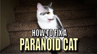 Talking Kitty Cat 56  How To Fix A Paranoid Cat [upl. by Nomahs]