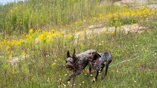 The Amazing Tracking Skills of the Wirehaired Pointing Griffon [upl. by Daniels]