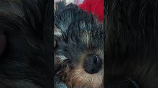 sleepingbaby yorkipoo babypuppy [upl. by Esertak530]