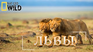 Львы  как братья стали королями Документальный фильм National Geographic 16 [upl. by Birck]