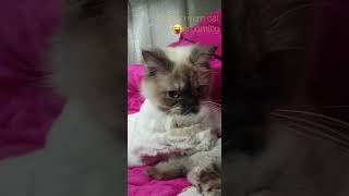 장난꾸러기캣맘의 그루밍😸😻exciting grooming🐈‍⬛ [upl. by Auqenaj]