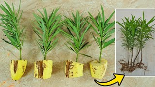 How to Grow Podocarpus in Bananas at home for beginners  Growing Podocarpus from branches [upl. by Mushro]