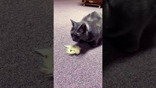 Catnip spray cuteanimals asmr vintage music 80smusic retro animals cats russianblue [upl. by Ahsinet612]