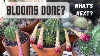 After a Cactus Flowers What do you do with the wilted cactus blooms  Cactus Care [upl. by Estele]