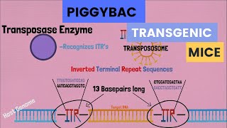 The PiggyBAC Transposon Generating Transgenic Mice with Consistent Expression [upl. by Pasquale]